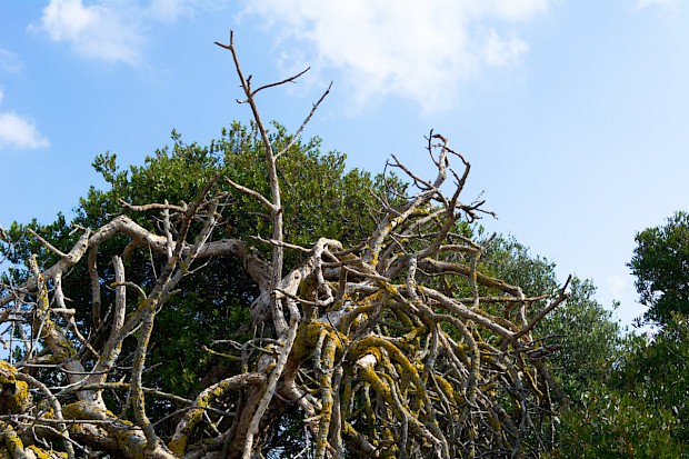 Macchia mediterranea