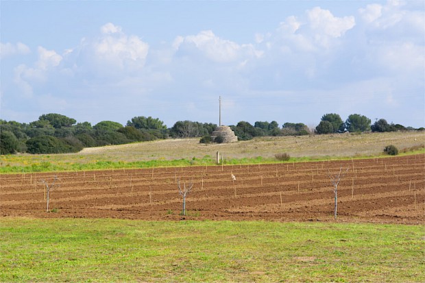 Il ficheto e il trullo-pagliara